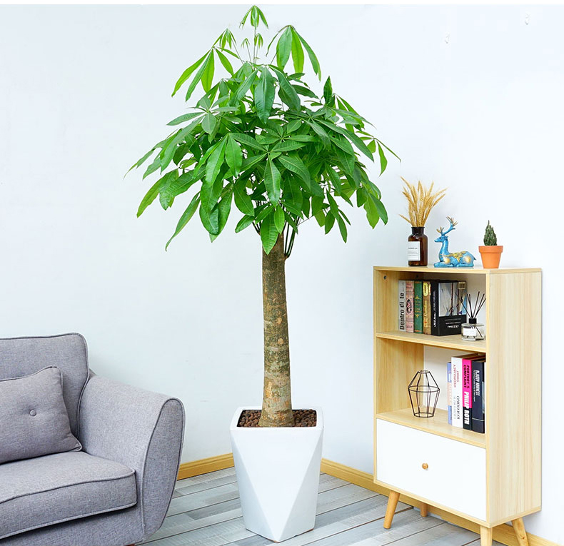 發(fā)財(cái)樹(shù)