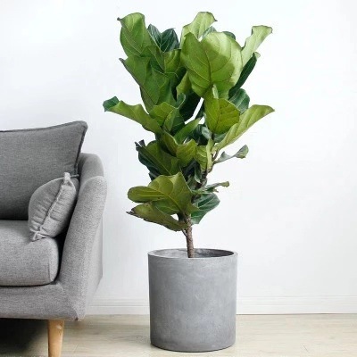 朝陽(yáng)區(qū)花卉租擺公司望京花卉租擺公司望京辦公室花卉租賃