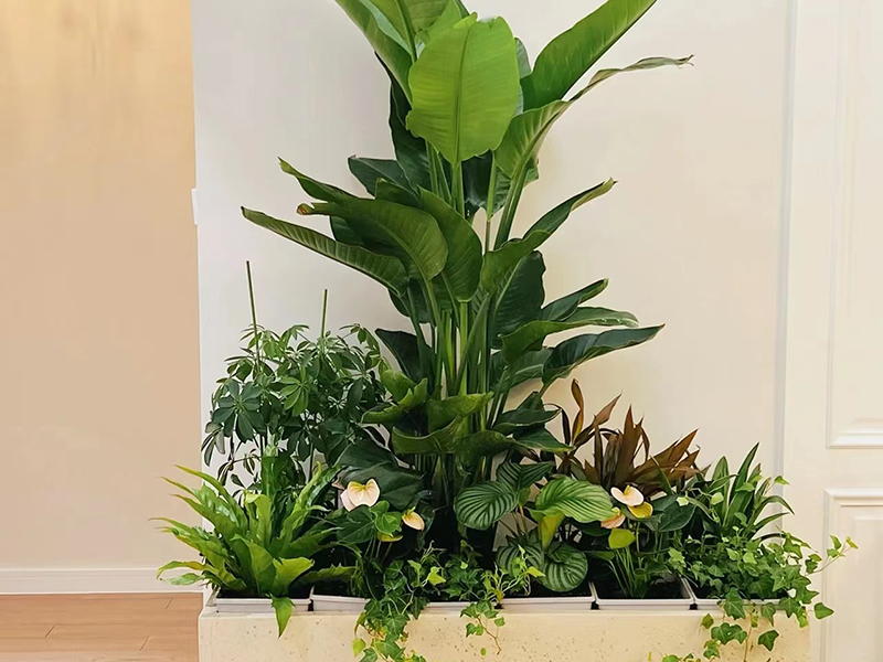 鳶尾花黃葉子是什么原因？怎么解決？