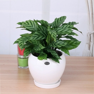 海淀區(qū)綠植租賃朝陽(yáng)區(qū)綠植租賃公司