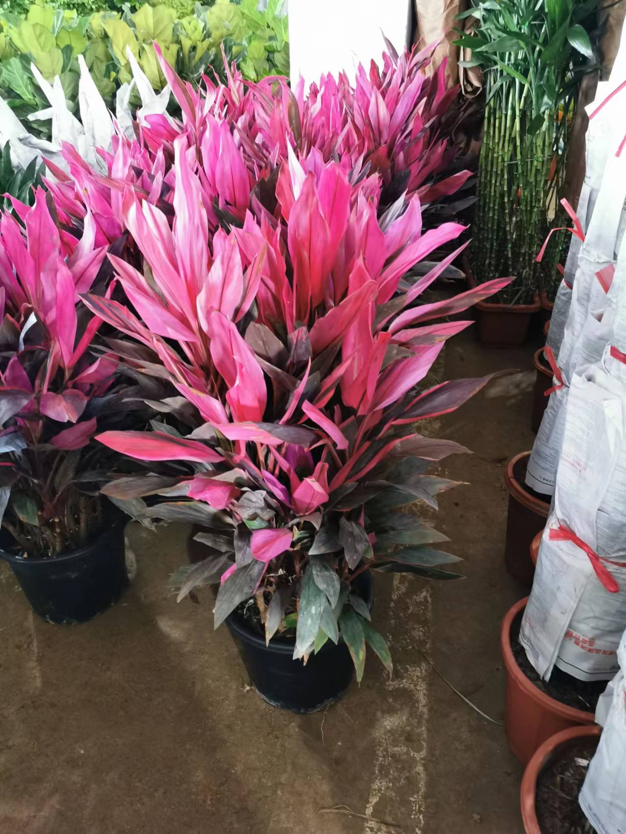 辦公室綠植養(yǎng)護管理方案