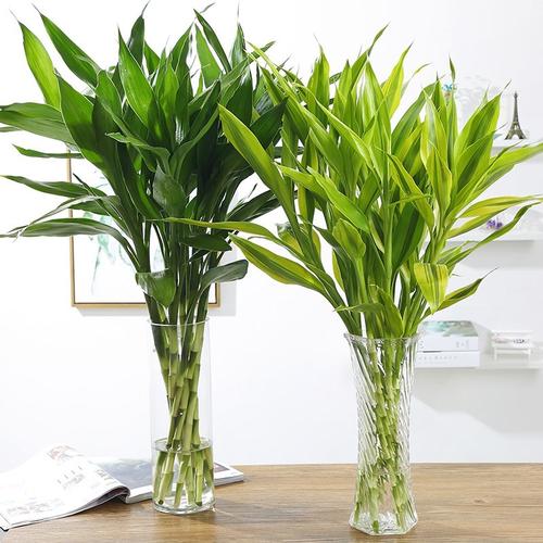 綠植花卉擺放設計方案