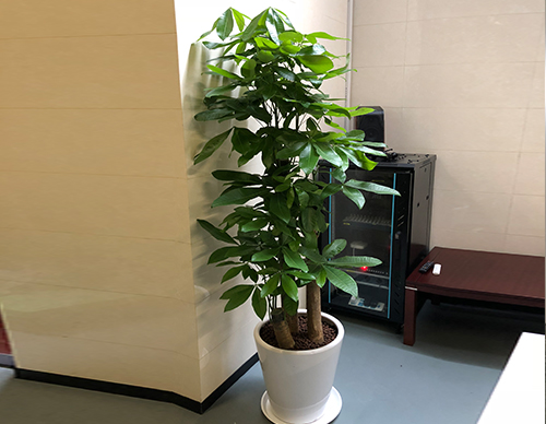 北京世紀(jì)匯通園藝望京寫(xiě)字樓綠植租擺專(zhuān)家