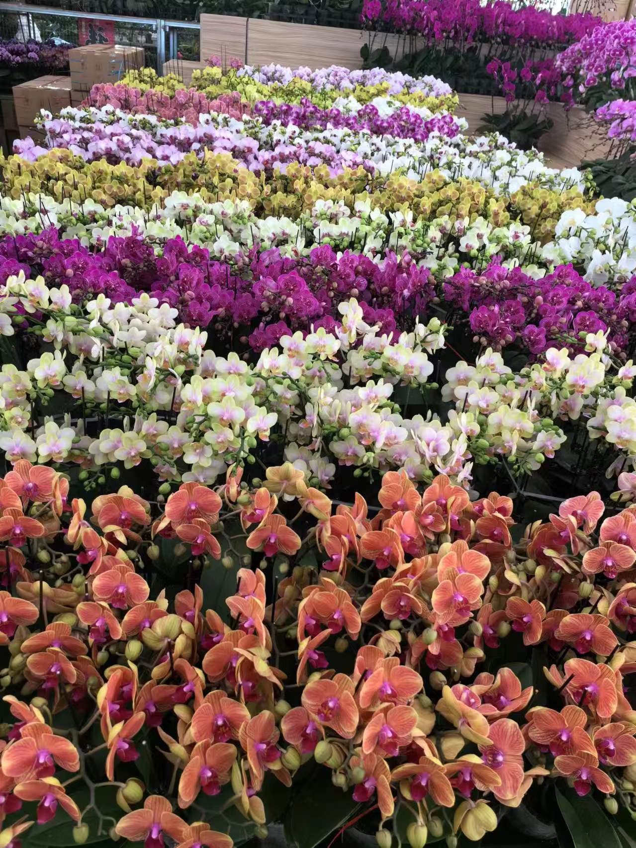 北京世紀(jì)匯通園藝：亦莊寫(xiě)字樓綠植租擺的專(zhuān)業(yè)之選