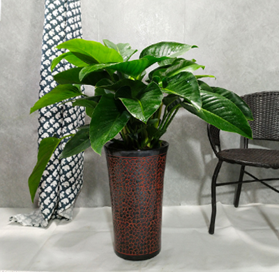 大興區(qū)生物醫(yī)藥基地綠植租擺大興區(qū)生物醫(yī)藥基地綠植租賃綠植報(bào)價(jià)單