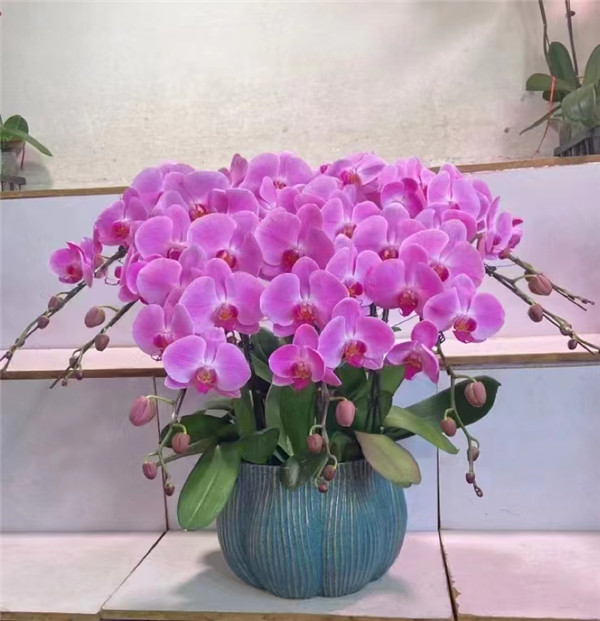 綠植租擺專業(yè)綠植租賃公司