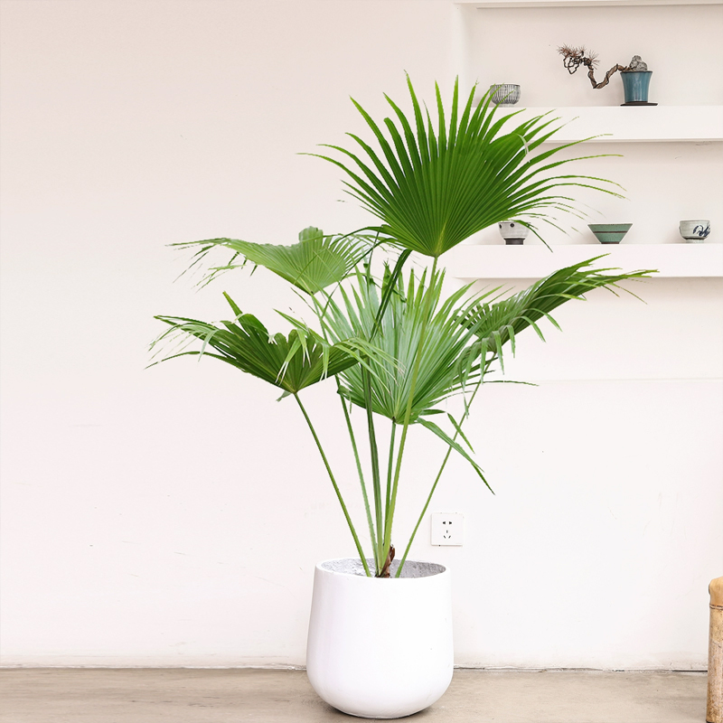 北京綠植租擺公司