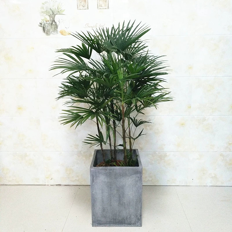 大興區(qū)綠植租擺大興區(qū)辦公室花卉租擺大興區(qū)花卉租賃