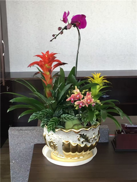 辦公室綠蘿銷售