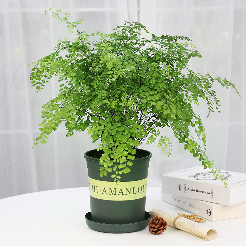 綠植租賃：不止于“租”，解鎖綠色經(jīng)濟(jì)新藍(lán)海