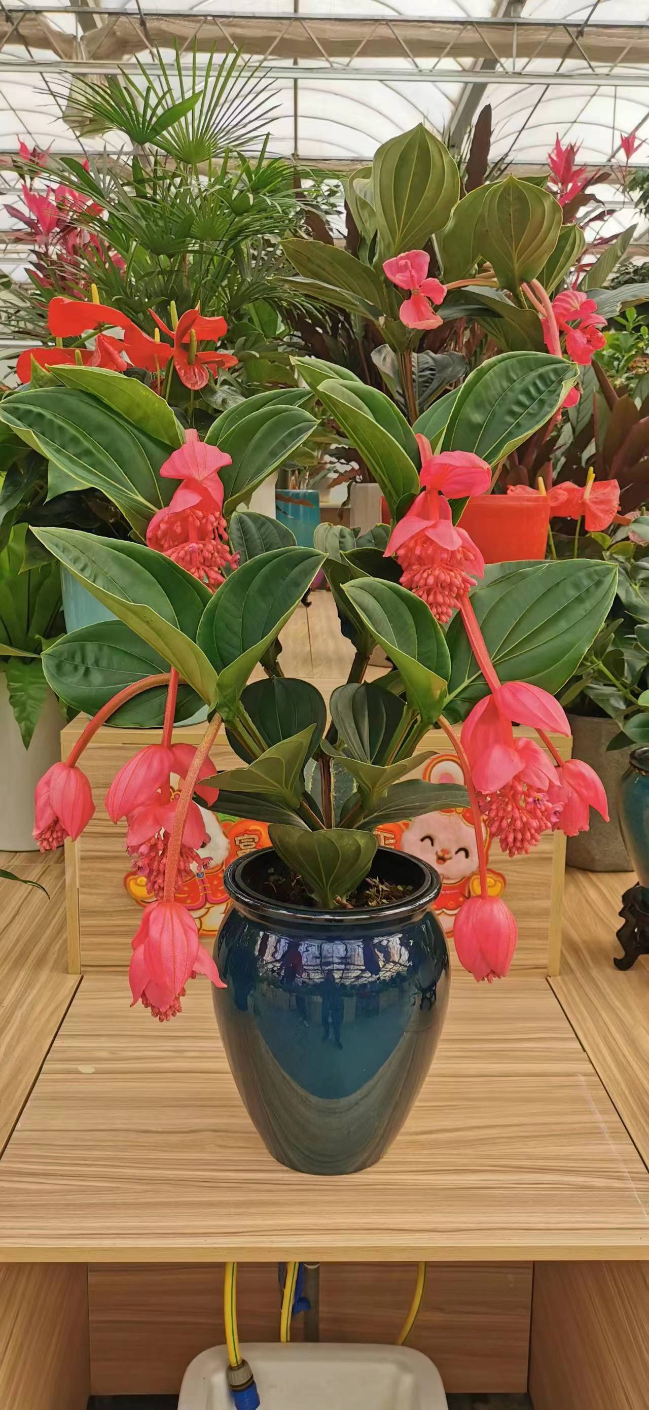 北京花卉租擺公司綠植銷售公司